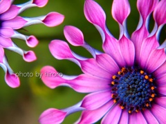 オステオスペルナム