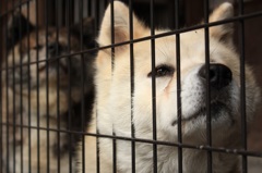 ＡＫＩＴＡ　ｄｏｇｓ