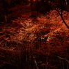 11.煌