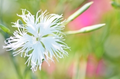 6.little white snow..