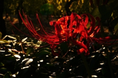 1.Crimson Red