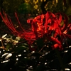 1.Crimson Red