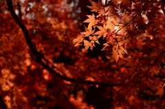 16.glowing leaf