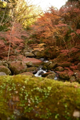 19.渓谷の紅音