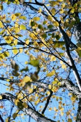 4.natura aroma