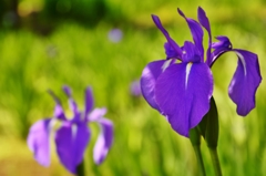 43.Iris laevigata