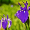 43.Iris laevigata