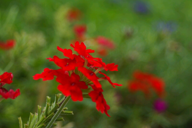 堤防の花