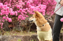 犬も花見