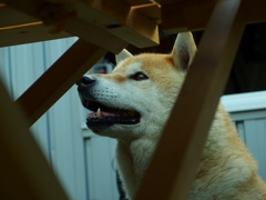 いぬ