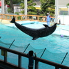 水族館に