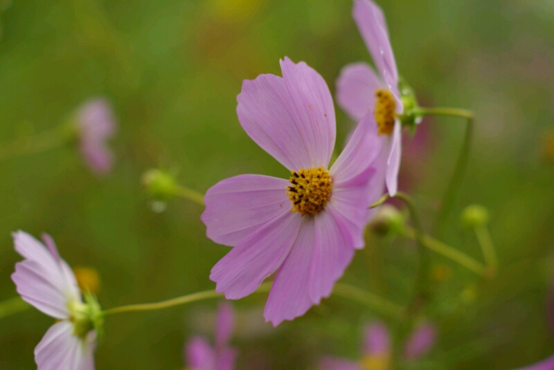 道端の秋桜