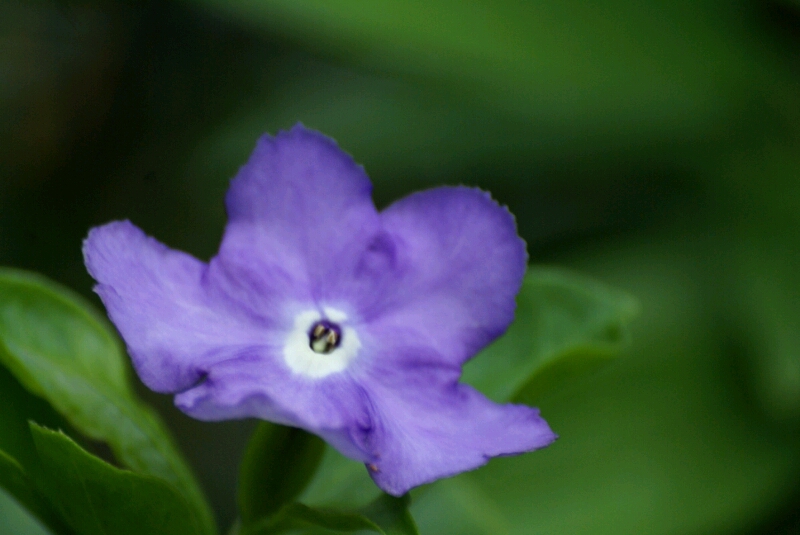 堤防の花