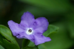 堤防の花