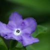 堤防の花