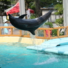 水族館に