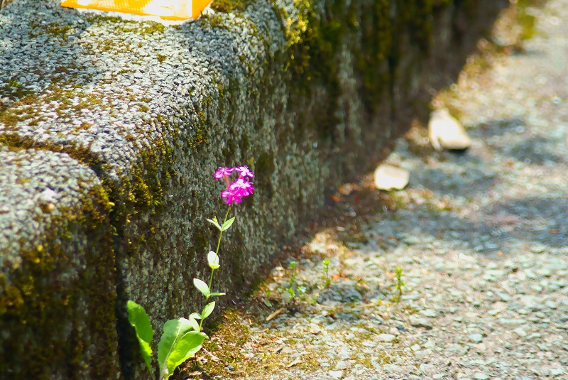 はな