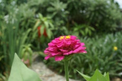 堤防の花