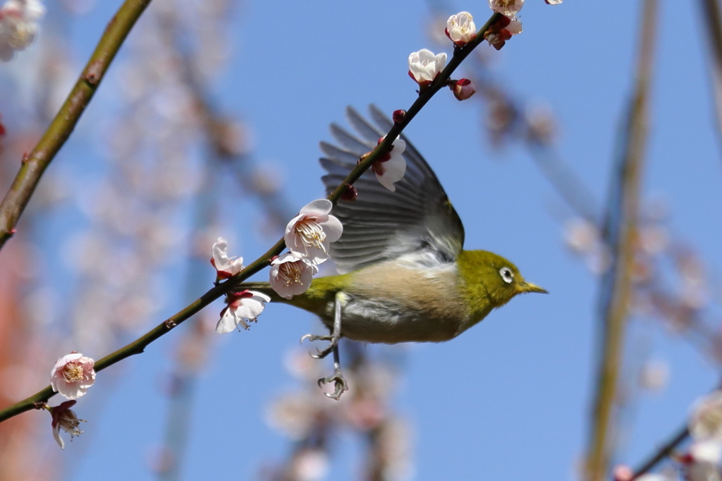 28日メジロ7