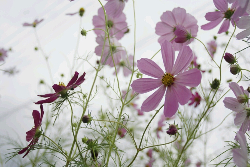 道端の秋桜