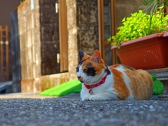 のほほん