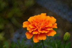 堤防の花