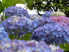 工場裏の紫陽花