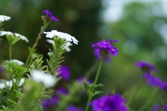 堤防の花