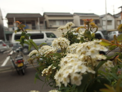 近所の花