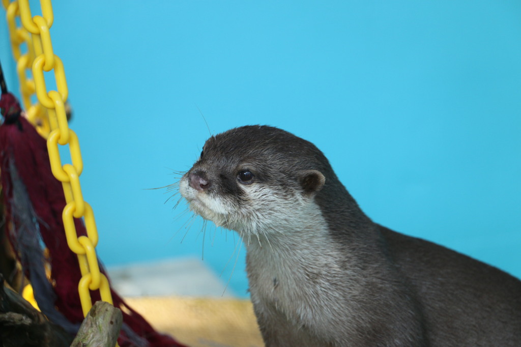 水族館に