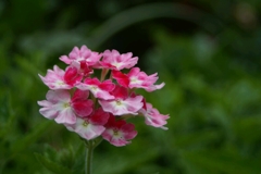 堤防の花