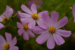 道端の秋桜