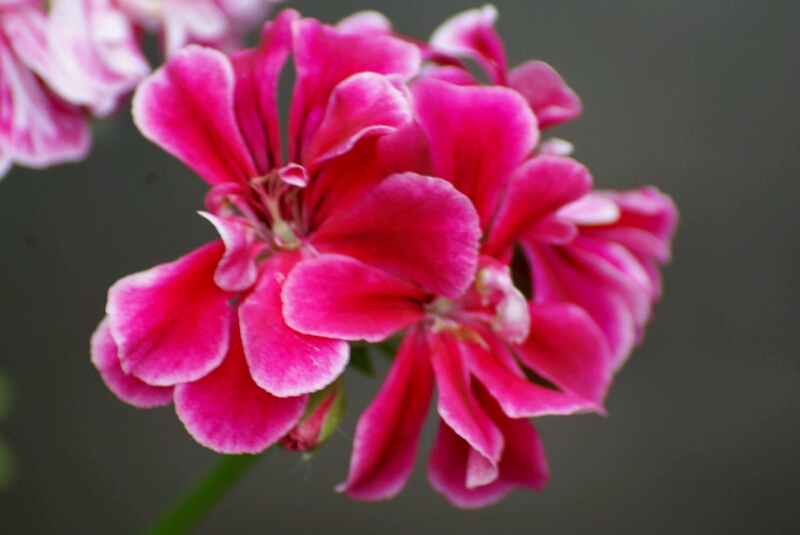 堤防の花