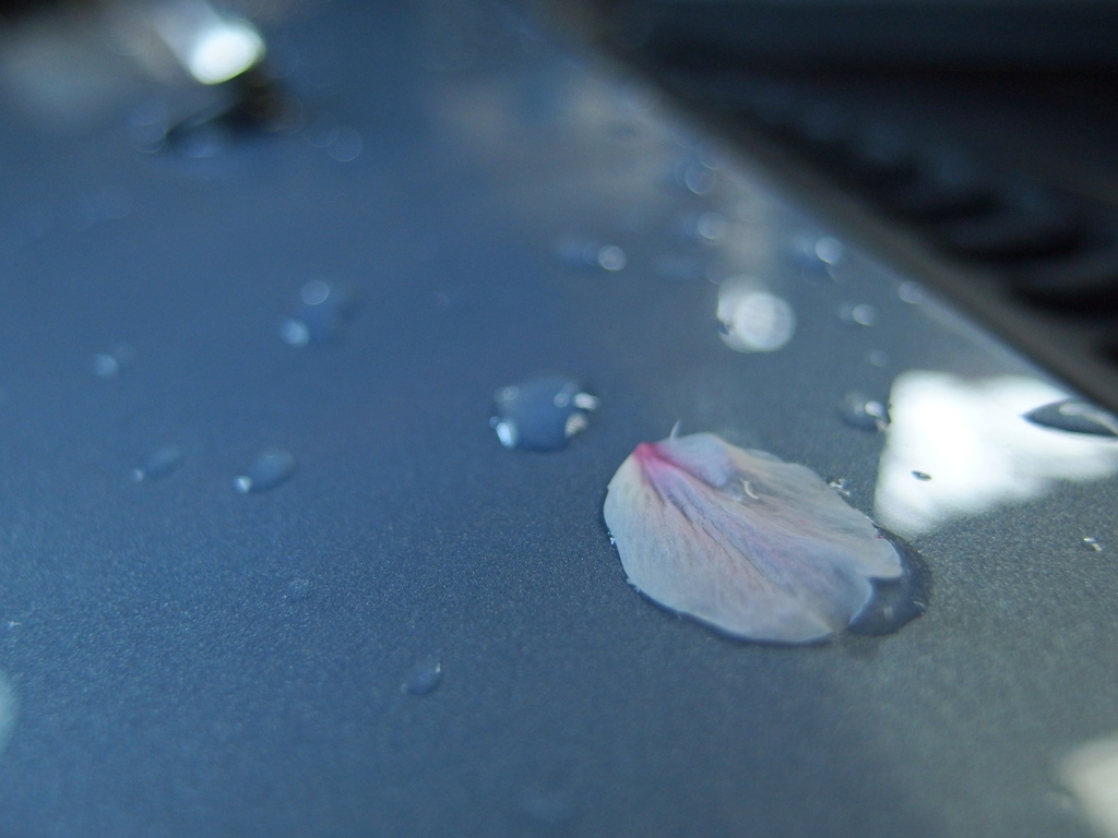 桜散