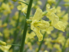 近所の花