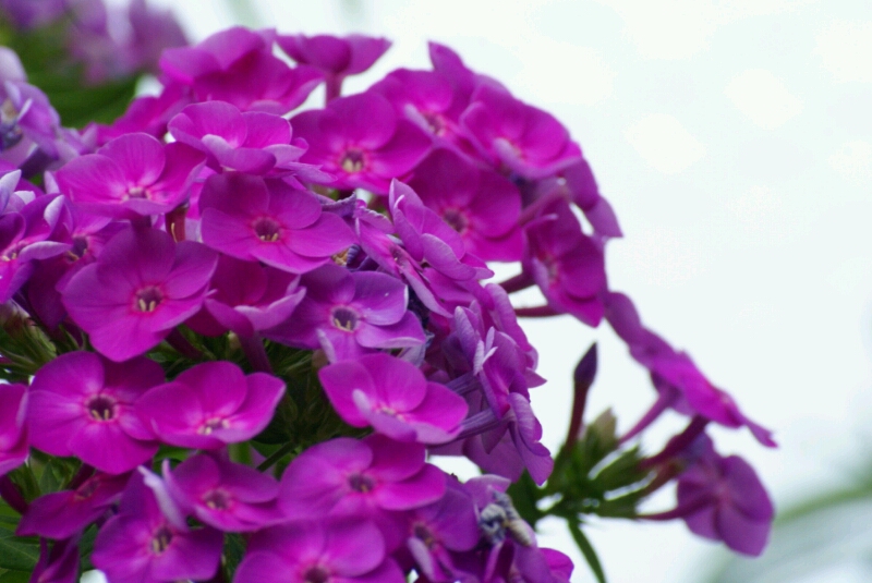 堤防の花