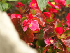 近所の花