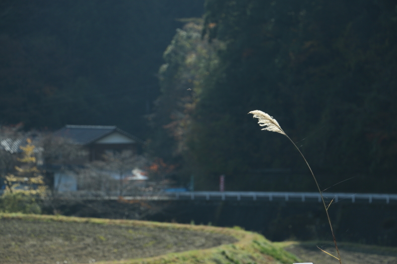 すすき
