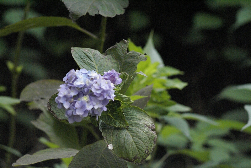 紫陽花
