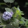 紫陽花