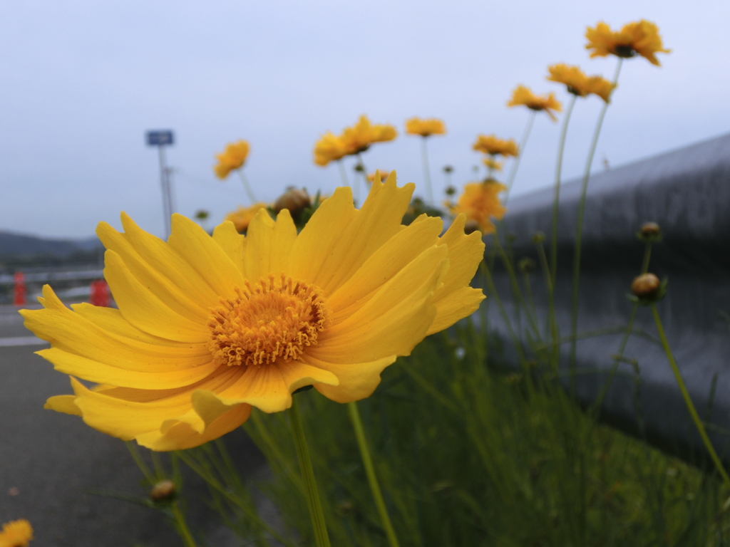 花