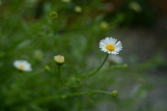 堤防の花