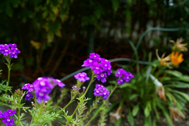 堤防の花