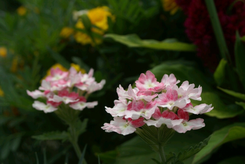 堤防の花