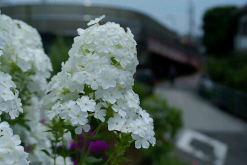 堤防の花