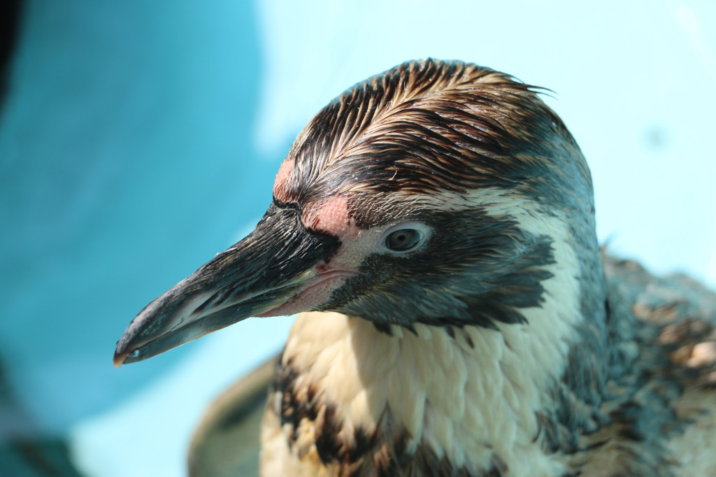 水族館に
