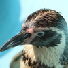 水族館に