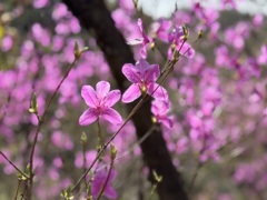 ムラサキツツジ Purple azalea