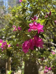 ツツジ Azalea
