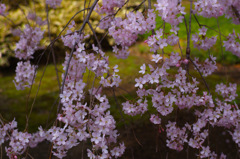 花びらふりそそぐ…